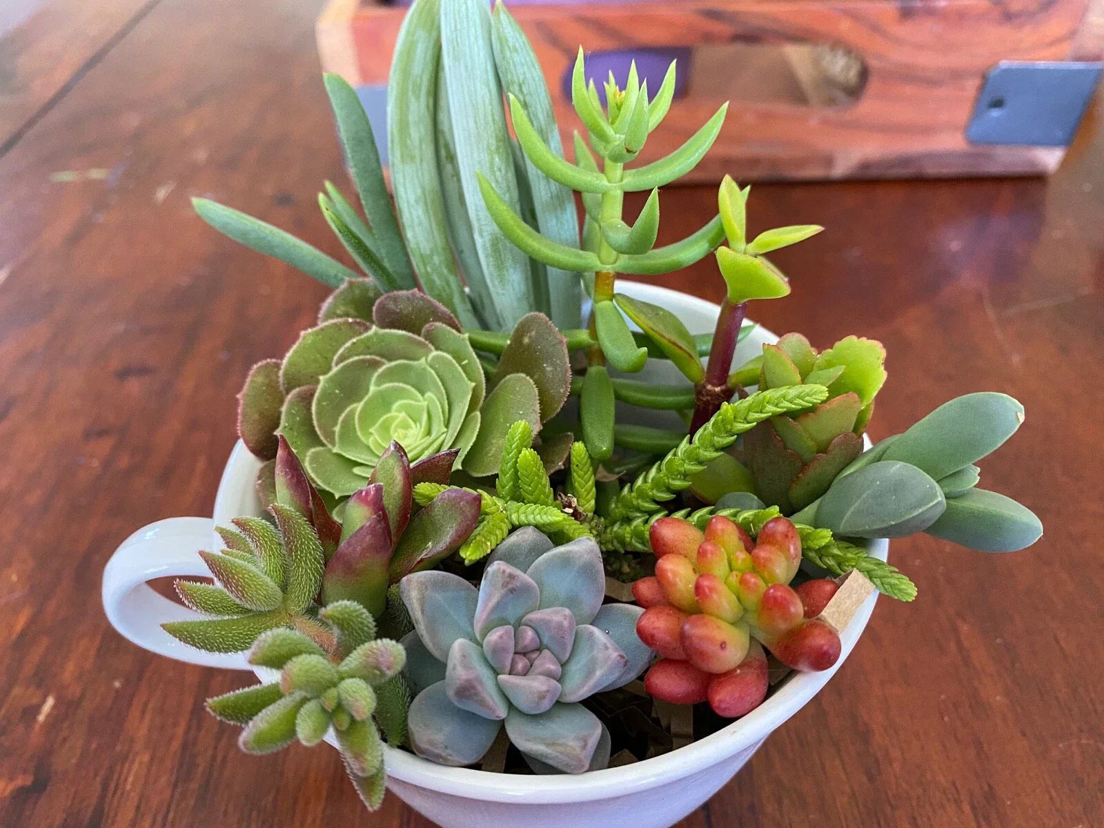 Live Succulent Cuttings Set – 12 Assorted Varieties for Indoor & Outdoor Gardens – Cactus Plants for DIY Terrariums & Arrangements