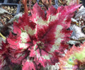 Tie Dye Begonia Seeds - 25+ Pack for Garden & Container Planting - Begonia x tuberhybrida - Colorful Indoor & Outdoor Flowers