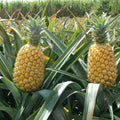 Queen Pineapple Seeds Pack of 15+ | Ananas comosus Tropical Fruit Plant for Garden or Container Growing