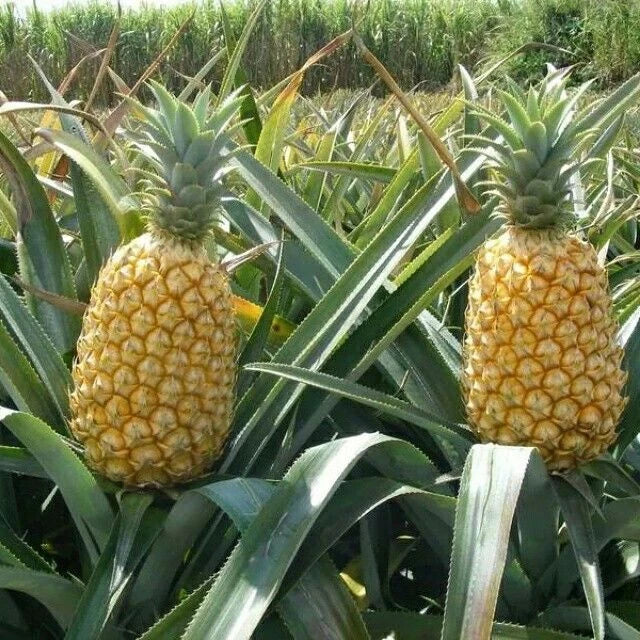 Queen Pineapple Seeds Pack of 15+ | Ananas comosus Tropical Fruit Plant for Garden or Container Growing