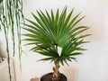 Fan Palm Bonsai Tree Seeds - Livistona chinensis - Indoor/Outdoor Planting Pack of 10