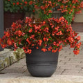 Begonia Seeds 100 Count Hot Tip Red - Begonia x tuberhybrida for Indoor & Outdoor Gardens