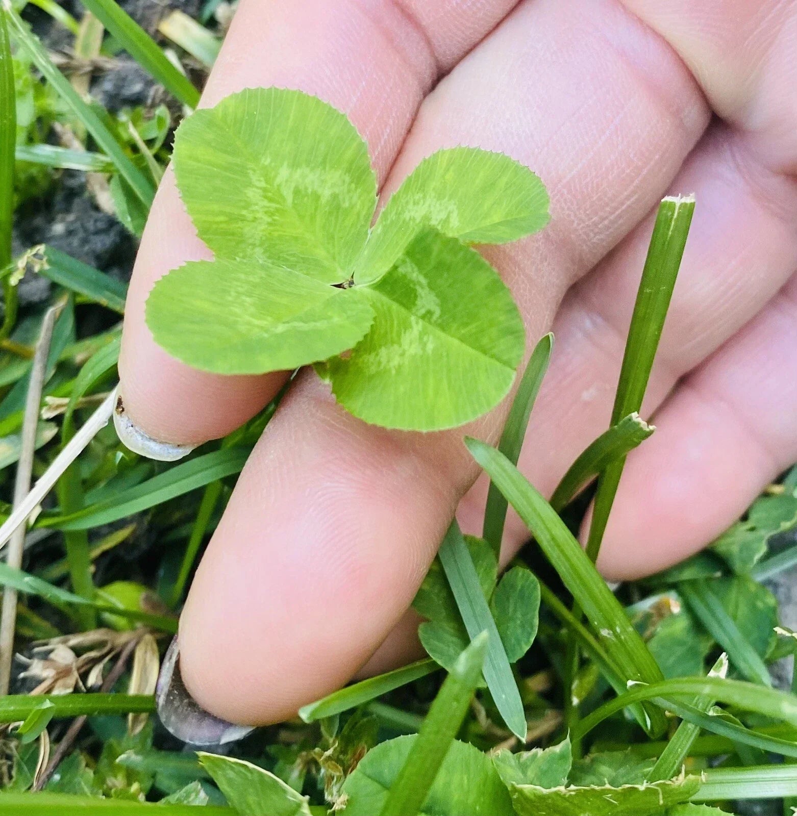 Rare 4 Leaf Clover Plant - Hand-Picked Lucky Gift - Trifolium repens - Dried & Preserved, Perfect for Luck & Home Decor