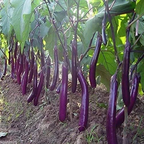 Long Purple Eggplant Seeds | Non-GMO Heirloom Solanum melongena | 150+ Planting Seeds