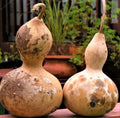 Birdhouse Gourd Seeds - Non-GMO Pack of 5 for Crafting & Garden Decor - Lagenaria siceraria