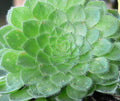 Aeonium Pseudotabuliforme 'Green Platter' Potted Plant - 4" Succulent, Indoor/Outdoor Decor, Rare Green Rosette