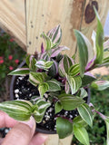Tradescantia Tricolor Live Houseplant in 4-Inch Pot, Variegated Foliage, Indoor Plant, Tradescantia fluminensis