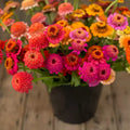 Candy Mix Zinnia Seeds - 100+ Colorful Garden Flowers for Borders & Containers - Zinnia elegans, USA Grown