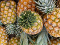 Monte Oscuro Pineapple Seeds - 15+ Pack, Ananas comosus, Tropical Fruit Plant, USA Grown, Garden, Pot, Greenhouse