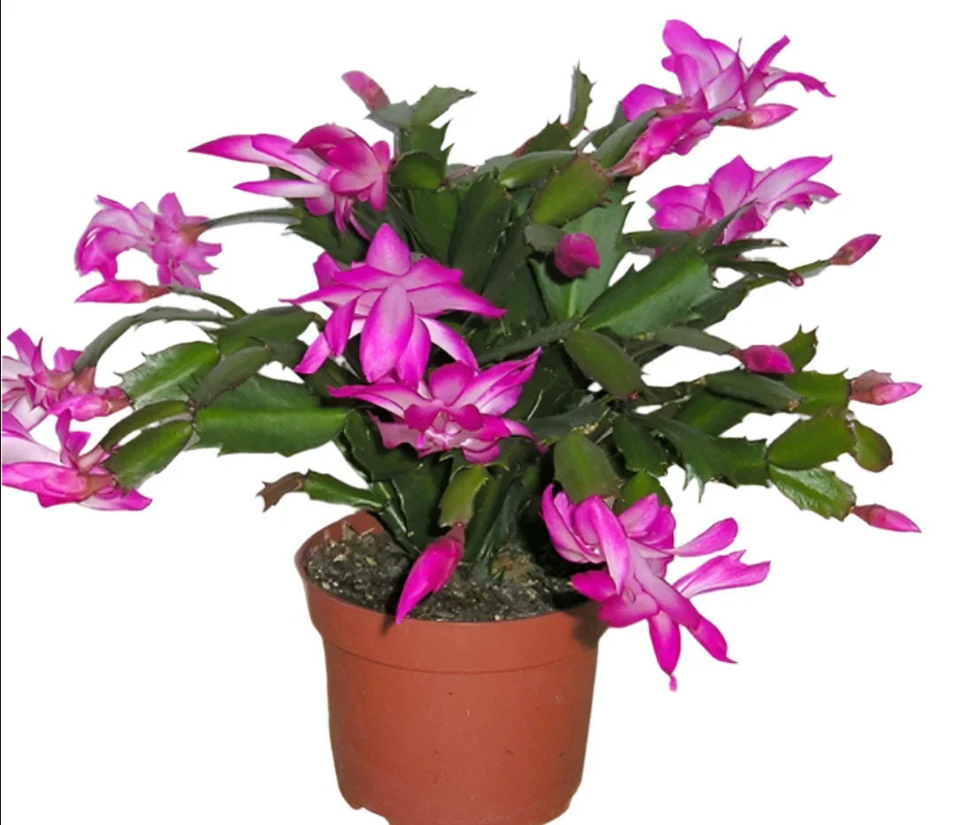 Christmas Cactus Live Plant 4-Inch Pot with Purple Flowers, Zygocactus Succulent, Indoor Holiday Plant