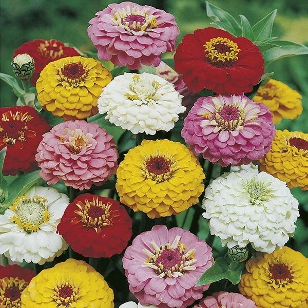 Oklahoma Mix Zinnia Seeds - Colorful Annual Flower Seeds for Garden Beds & Borders - Zinnia elegans - 50 Pack