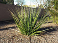 Giant Hesperaloe Funifera Seeds - Drought-Tolerant False Yucca with Red Pink Flowers - 40 Seeds for Xeriscaping & Native Gardens
