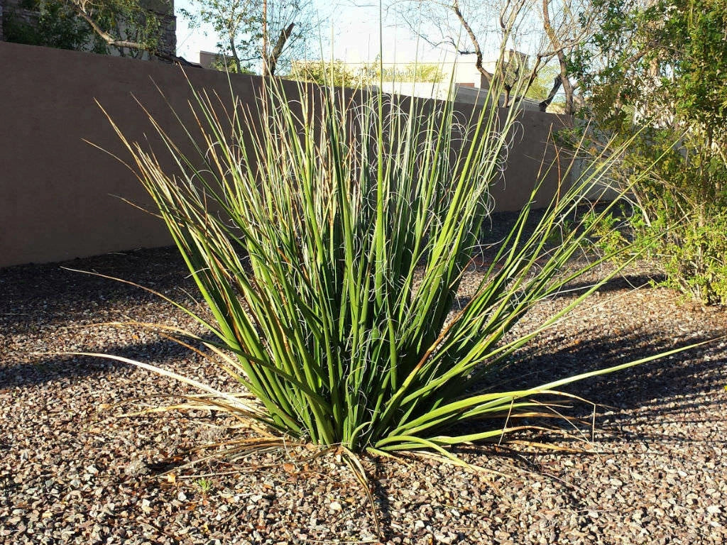 Giant Hesperaloe Funifera Seeds - Drought-Tolerant False Yucca with Red Pink Flowers - 40 Seeds for Xeriscaping & Native Gardens