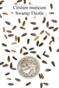 Swamp Thistle Seeds - Native Cirsium muticum for Wetland Gardens - 100 Pack