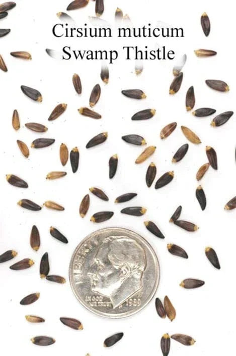 Swamp Thistle Seeds - Native Cirsium muticum for Wetland Gardens - 100 Pack