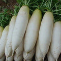 White Icicle Radish Seeds – Non-GMO Raphanus sativus for Home Garden, Salad & Container Growing
