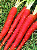 Atomic Red Carrot Seeds - Non-GMO Heirloom Vegetable Seeds for Garden, Daucus carota, Vibrant Red Color, Easy to Grow