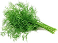 Dill Seeds - 200 Count for Growing Anethum graveolens Herb, Aromatic Foliage, Culinary & Garden Use