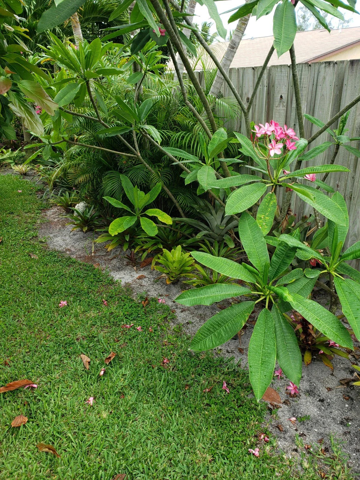 Pink Plumeria Cutting 8-12" Tropical Flowering Plant for Gardens & Indoors Plumeria rubra
