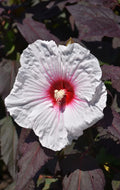 Mocha Moon Hibiscus Starter Plant - Large 8-10” Blooms - Hibiscus moscheutos
