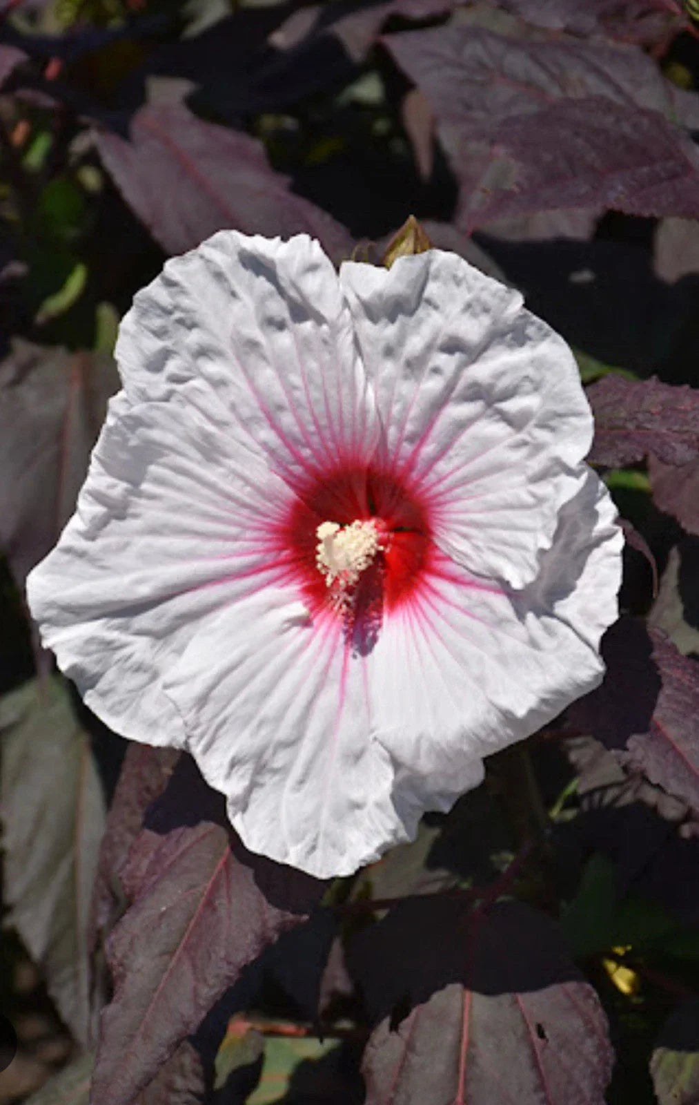Mocha Moon Hibiscus Starter Plant - Large 8-10” Blooms - Hibiscus moscheutos