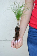 Red Pine Tree Seedling - 3-5+ Inches - Pinus resinosa - Healthy Landscape or Reforestation Plant