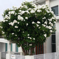 Plumeria Pudica Cuttings - 4-6 Inch Tropical Privacy Shrub for Fencing & Landscaping - White Fragrant Flowers