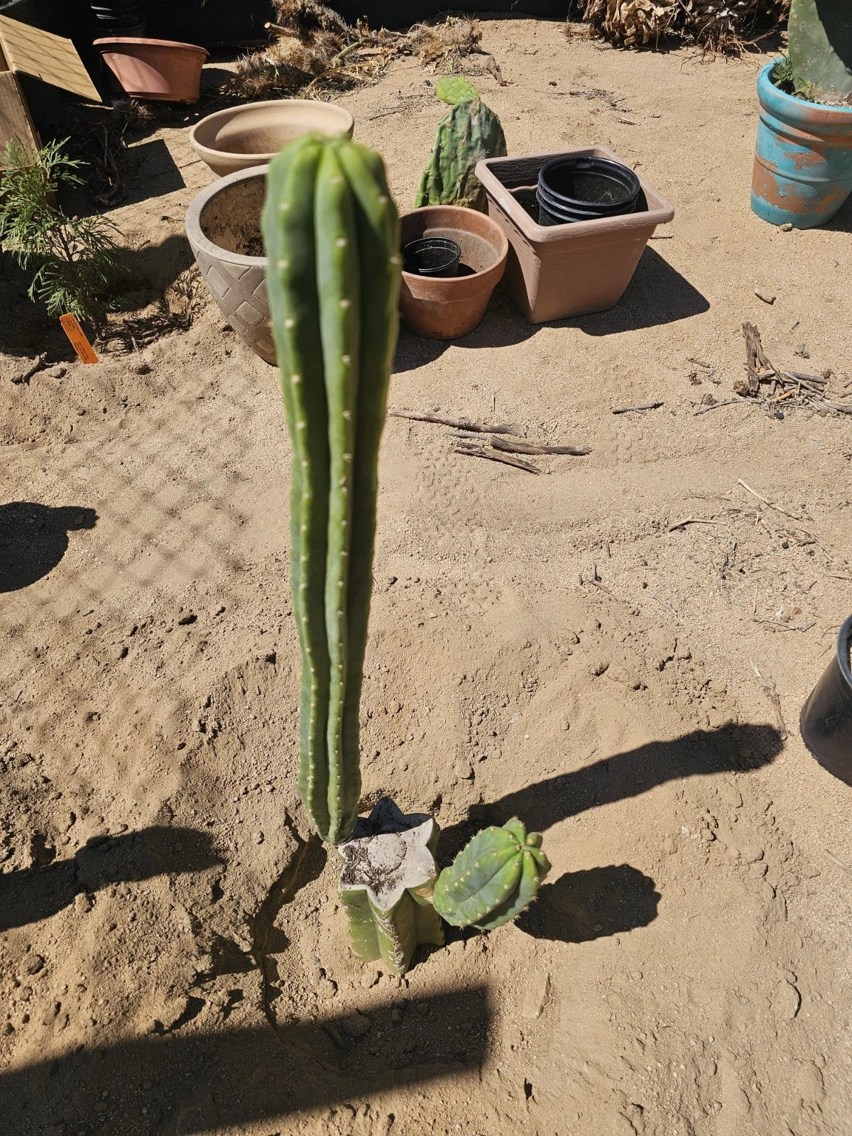 Green Columnar Cactus 8" Branch, Euphorbia ingens, Indoor Succulent Plant for Home Decor and Drought Tolerance