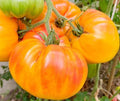 Pineapple Tomato Seeds, Beefsteak, Indeterminate, Solanum lycopersicum, 100+ Non-GMO Vegetable Seeds for Garden