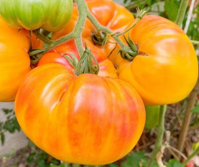 Pineapple Tomato Seeds, Beefsteak, Indeterminate, Solanum lycopersicum, 100+ Non-GMO Vegetable Seeds for Garden