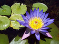 Blue Lotus Seeds - 5 Pack, Nelumbo nucifera, Aquatic Plant Seeds for Water Gardens & Ponds