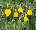 Long Headed Coneflower Seeds 100 Pack - Rudbeckia laciniata Easy to Grow Pollinator Attracting