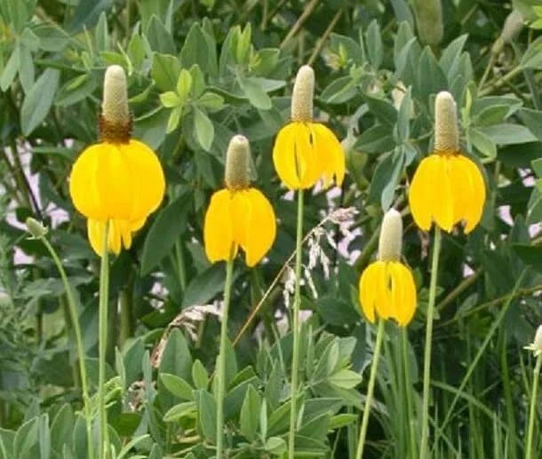 Long Headed Coneflower Seeds 100 Pack - Rudbeckia laciniata Easy to Grow Pollinator Attracting