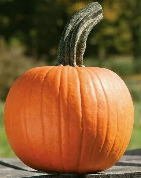 Sugar Pie Pumpkin Seeds - Baking Variety, Cucurbita pepo, 15+ Seeds, Sweet, Compact Growth