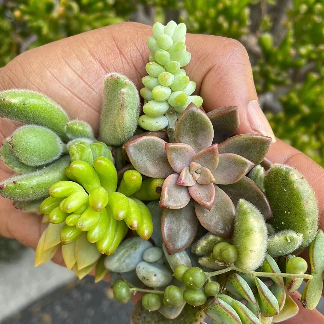 Live Succulent Cuttings Set of 5 Assorted Varieties for Garden, Indoor, and DIY Projects - Echeveria, Sedum, Crassula