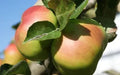 Bramley's Apple Seeds - 25+ Pack for Garden Planting - Malus domestica - Fruit Tree for Home Garden and Orchard