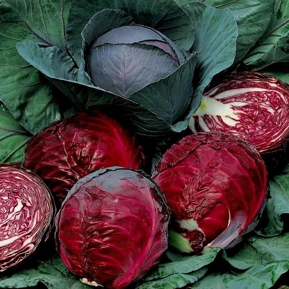 Red Acre Cabbage Seeds – Non-GMO Heirloom Brassica oleracea for Fresh Garden, Compact Heads, 100 Seeds