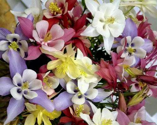 Columbine Seeds Mix - 401 Seeds of Aquilegia in All Colors & Varieties for Shade Gardens