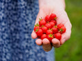 Micro Currant Tomato Seeds - Non-GMO, Small Snack Tomatoes, Solanum pimpinellifolium, Perfect for Container Gardening