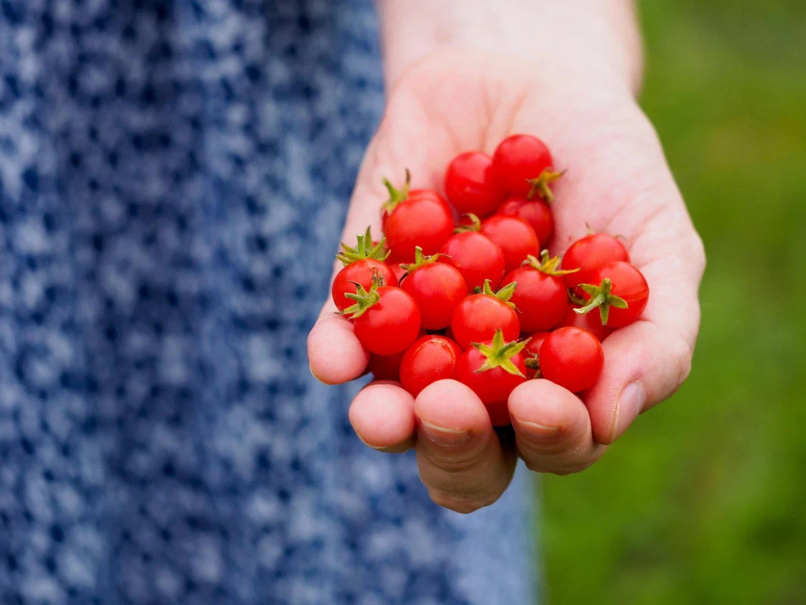 Micro Currant Tomato Seeds - Non-GMO, Small Snack Tomatoes, Solanum pimpinellifolium, Perfect for Container Gardening