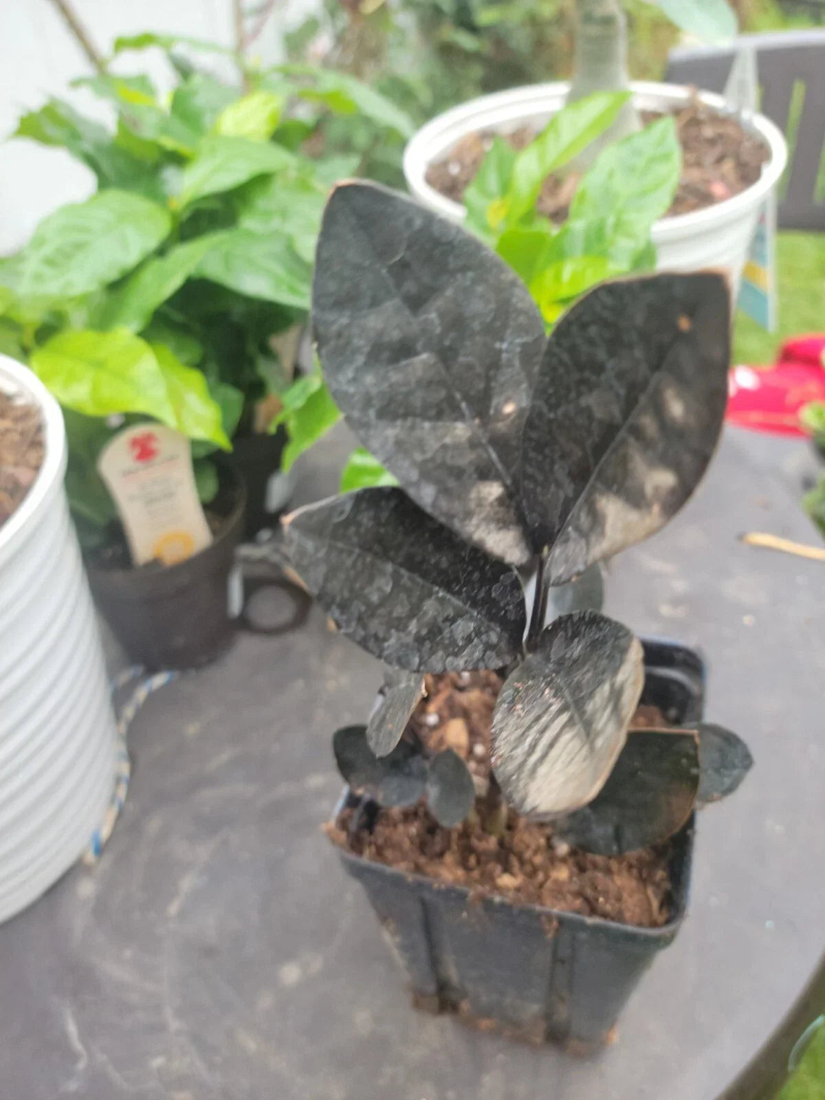 Black Raven ZZ Plant Live Houseplant - Zamioculcas Zamiifolia RARE 4" Pot Indoor Low Light Air-Purifying