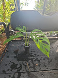 Monstera Adansonii Live Plant - Rooted Top Cutting in 3" Pot - Tropical Houseplant with Fenestrated Narrow Leaves