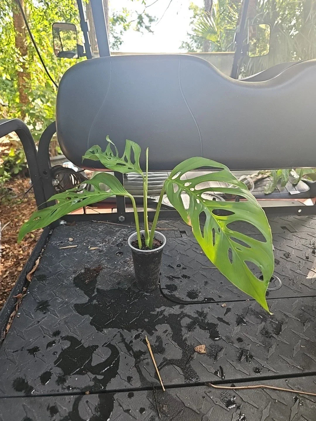 Monstera Adansonii Live Plant - Rooted Top Cutting in 3" Pot - Tropical Houseplant with Fenestrated Narrow Leaves