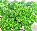 Parsley Seeds - 2000+ Non-GMO Heirloom Curled Greens - Petroselinum crispum Herb Garden Vegetable Seeds
