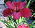 Red Velvet Elvis Louisiana Iris Plants - 5 Blooming Size Deep Red Flowers - Iris fulva