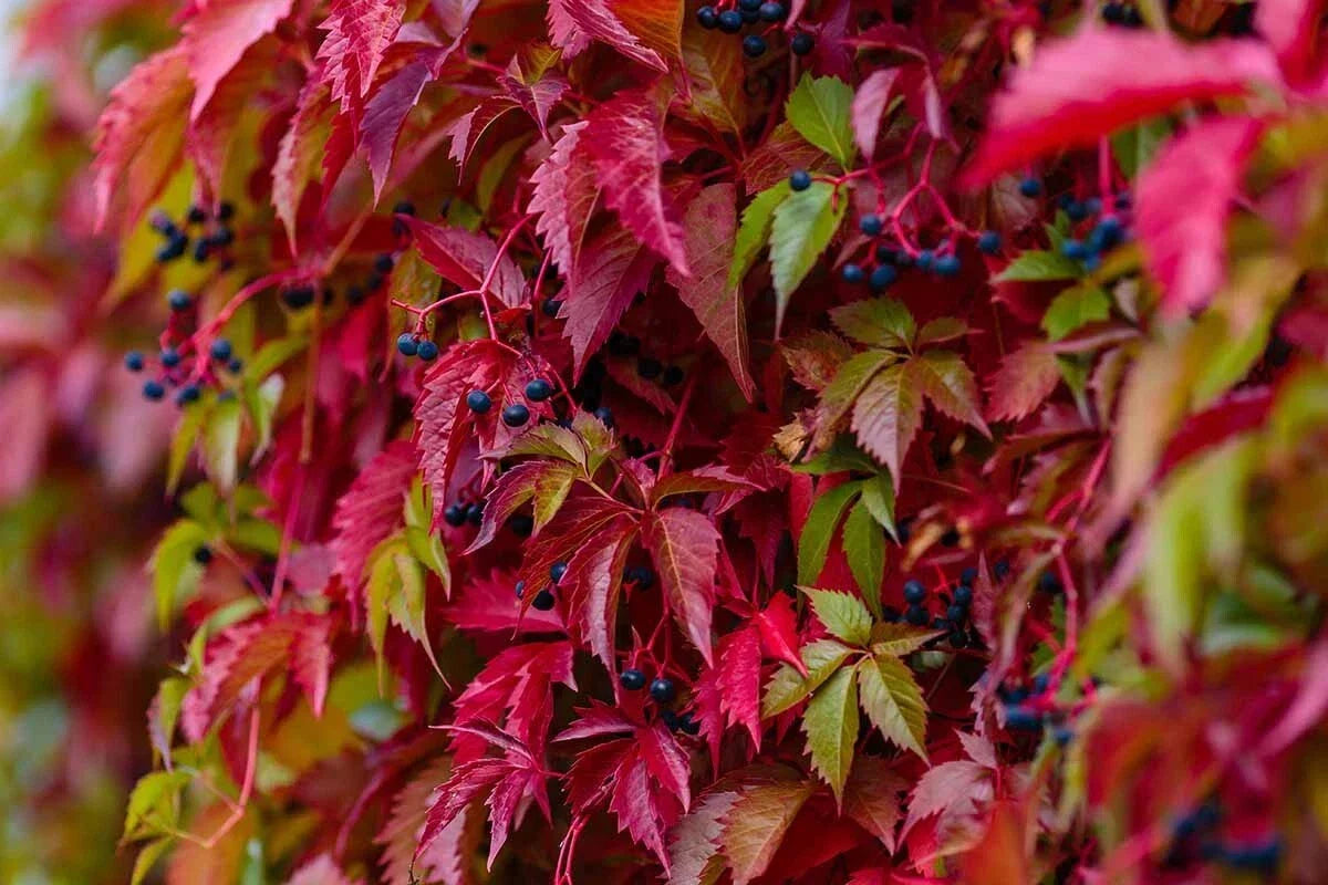 Virginia Creeper Vine Cuttings - Organic Parthenocissus quinquefolia Climbing Plant, Fast-Growing Garden Vine
