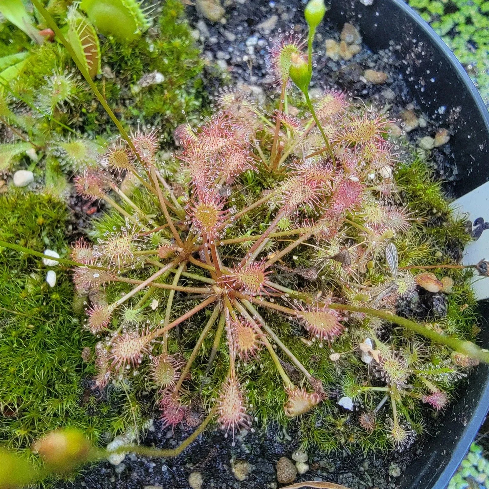 Drosera intermedia Bare Root Sundew Plant - Carnivorous Insect-Eating Plant for Terrariums & Gardens