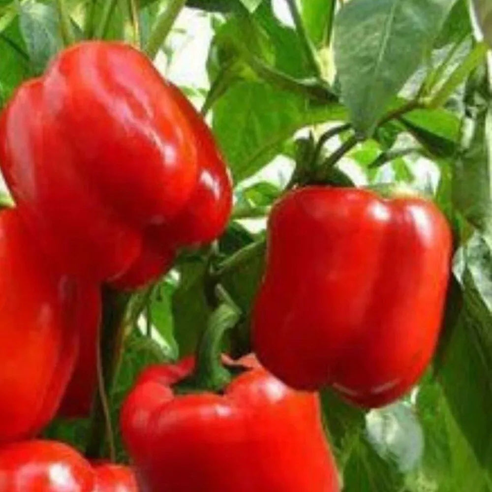 Big Red Sweet Pepper Seeds | Heirloom NON-GMO Capsicum annuum | Fresh Garden Seeds for Home Gardening