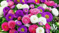China Aster Seeds Mix - 500+ Callistephus chinensis Flower Seeds for Garden & Cut Flowers