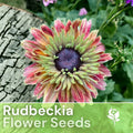 Rudbeckia Seeds - Sahara Starlight Annual Flower Seeds for Garden - Golden Yellow with Dark Centers - Rudbeckia hirta
